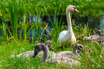 Beautiful Swan with cygnet sitting on the gras, Pomerania Poland