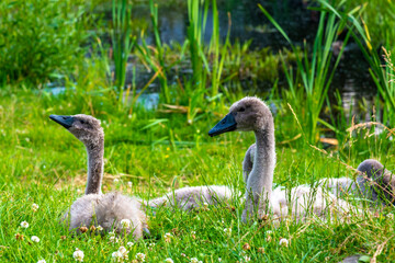 Beautiful Swan with cygnet sitting on the gras, Pomerania Poland