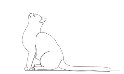 cat drawing by one continuous line sketch, isolated, vector