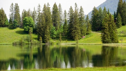 lake and forest