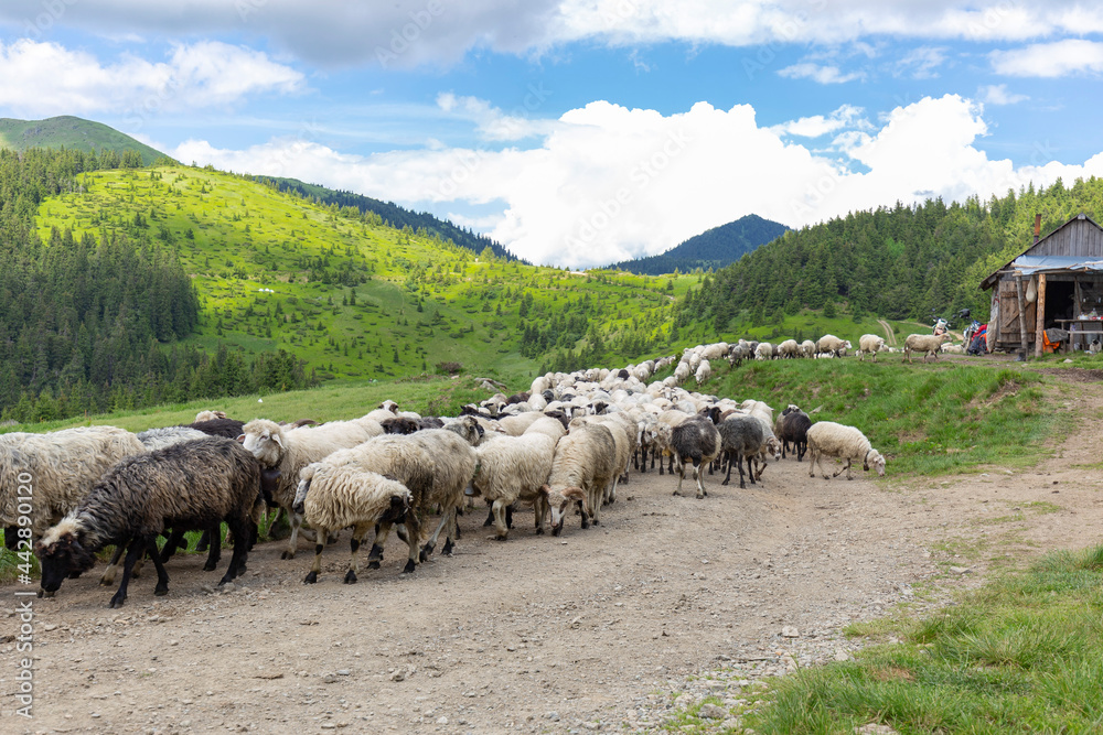 Wall mural flocks of sheep graze in the summer in the ukrainian carpathians lysych mountain meadow, marmara mas