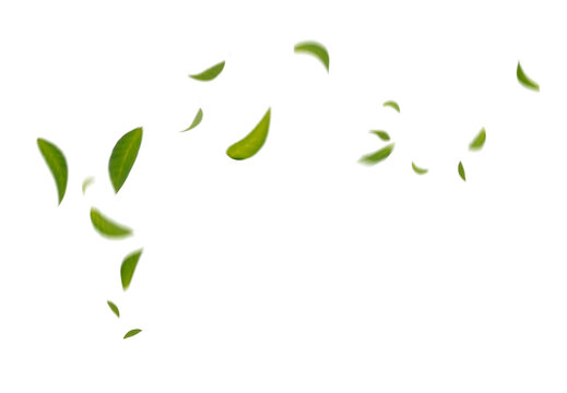 Green Floating Leaves Flying Leaves Green Leaf Dancing,  Air Purifier Atmosphere Simple Main Picture