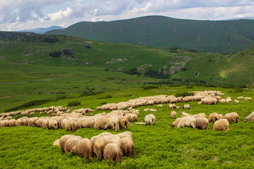 Flock of sheep