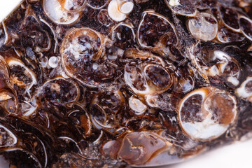 Macro mineral agate fossil fossilized with fossilized turtles on white background