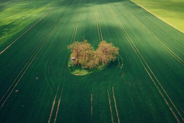 Central bohemia spring rape field