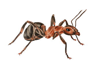 Insect ant  isolated on a white background. Watercolor. Illustration. Hand drawn. Closeup.
