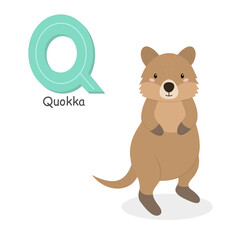 Letter Q and a cute cartoon quokka. Children's English alphabet. It is suitable for the design of postcards, books, leaflets, banners, birthday invitations. Colorful vector illustration