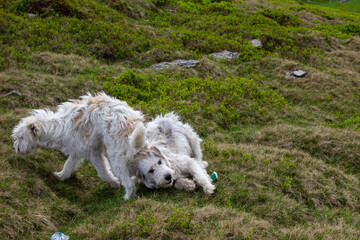 Fototapeta premium Sheepdog