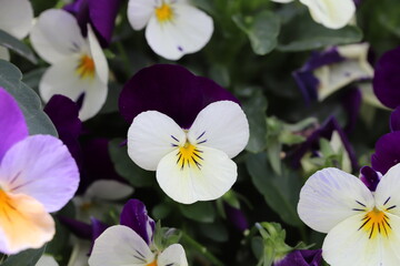 春の庭に咲く白と紫と黄色のパンジーの花