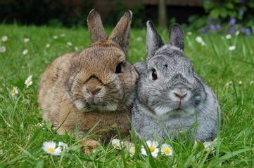 Zwergkaninchen