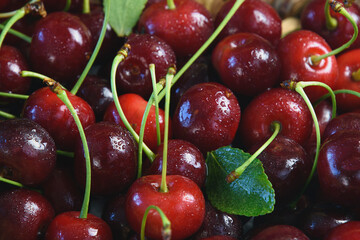 ripe cherries with water moisture drops, close up, focus in the foreground