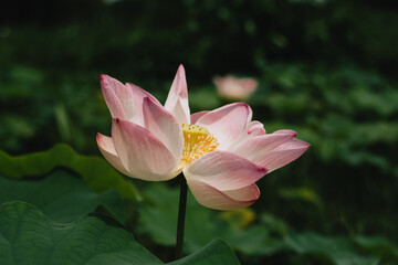pink lotus flower