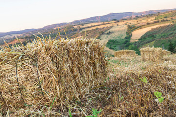 Countryside field of hay bales, harvested and dropped as blocks