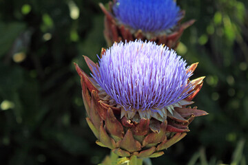 Close-up of the flower of the artichoke plant 