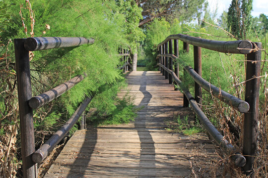 Wooden bridge with vegetation in perspective 