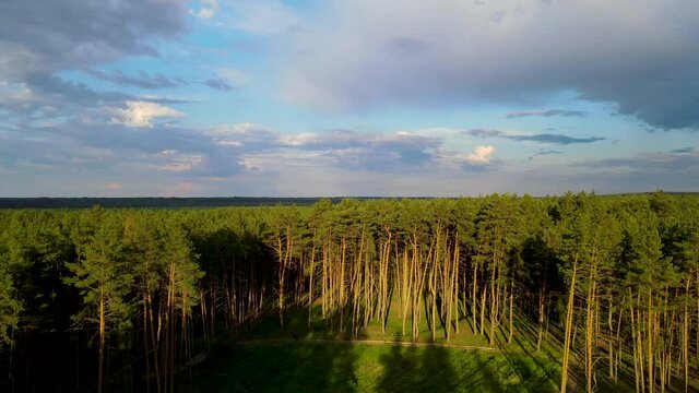 coniferous forest flight over forest Summer sun sunset 4K
