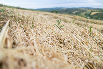 Natural wheat farm, crops are a bit crushed, daytime