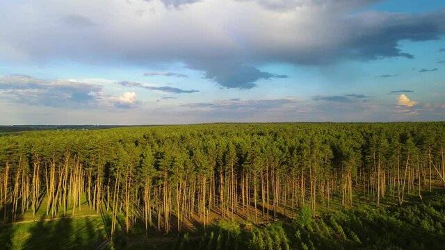 coniferous forest flight over forest Summer sun sunset 4K