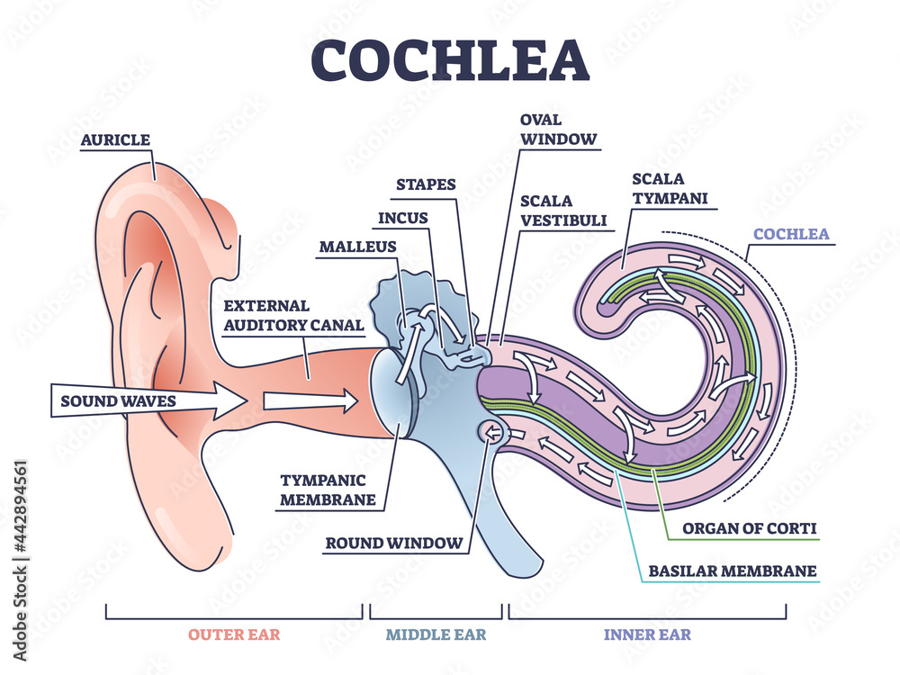 Canvas Prints Cochlea ear anatomical structure with organ parts description outline diagram. Biological or medical sensory system example with outer, middle and inner sections vector illustration. Physiology scheme