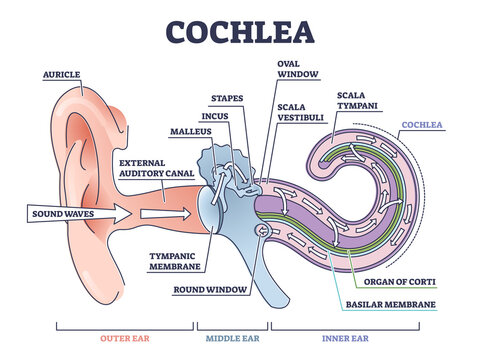 Cochlea ear anatomical structure with organ parts description outline diagram. Biological or medical sensory system example with outer, middle and inner sections vector illustration. Physiology scheme