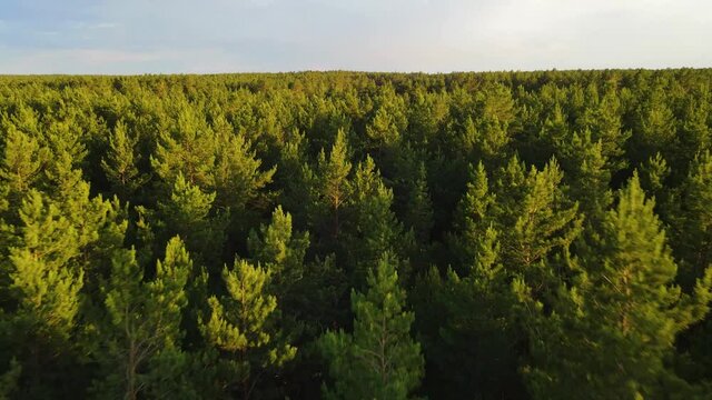 coniferous forest flight over forest Summer sun sunset 4K