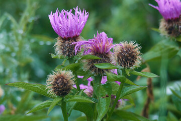 Wiesen-Flockenblume (Centaurea jacea)