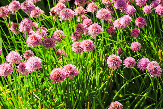 Allium is a genus of monocotyledonous flowering plants that includes hundreds of species, including the cultivated onion, garlic, scallion, shallot, leek, and chives.

