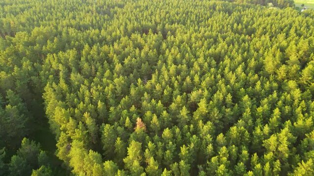 coniferous forest flight over forest Summer sun sunset 4K