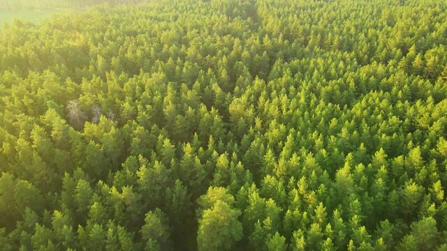 coniferous forest flight over forest Summer sun sunset 4K