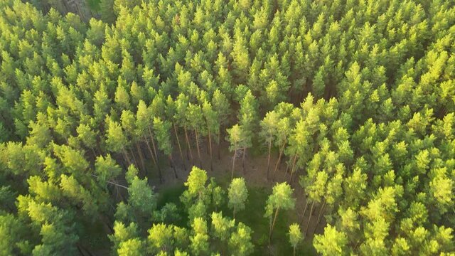 coniferous forest flight over forest Summer sun sunset 4K