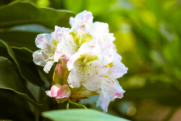 White pink yellow bicolor azalea flowers with green leaves in summer. Beautiful blooming Rhododendron shrubs. Blossoming exotic flower in a spring garden. Floral wallpaper. Heather family, Ericaceae.