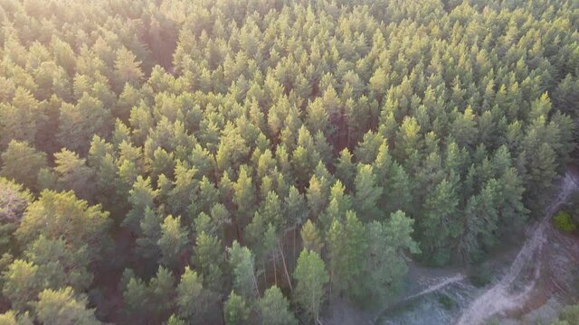 coniferous forest flight over forest Summer sun sunset 4K