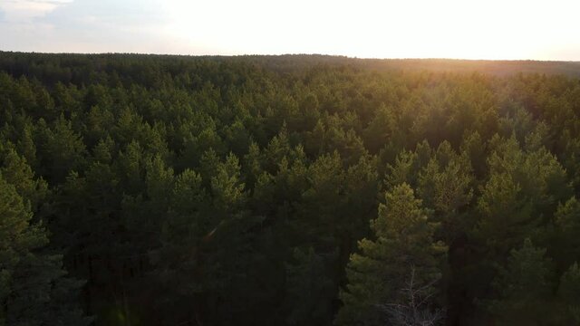 coniferous forest flight over forest Summer sun sunset 4K