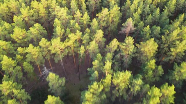 coniferous forest flight over forest Summer sun sunset 4K