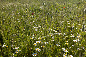 Green field with white camomiles and unblown red poppies. Blossom flowers. Springtime