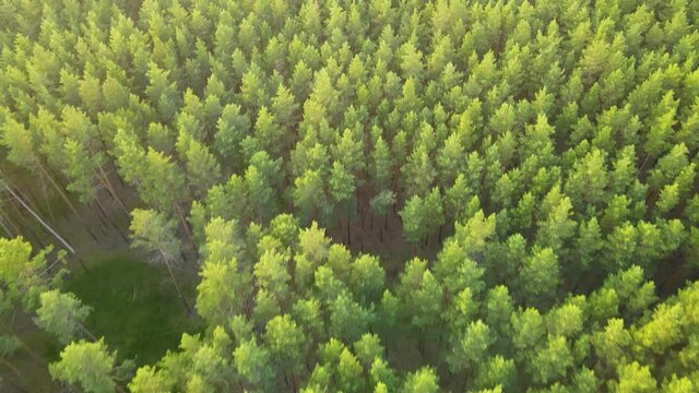 coniferous forest flight over forest Summer sun sunset 4K