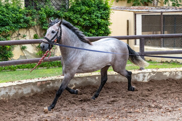 White Andalusian purebred foal performing training exercises