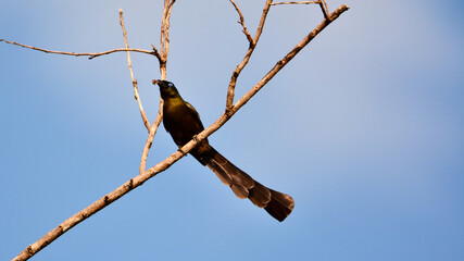 Crypsirina temia ( Racket-tailed Treepie ) eat insects.
