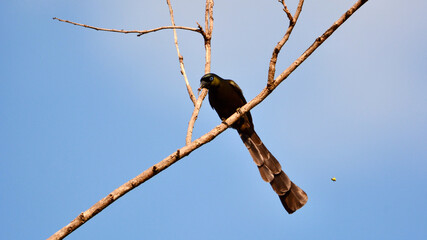 Crypsirina temia ( Racket-tailed Treepie ) eat insects.