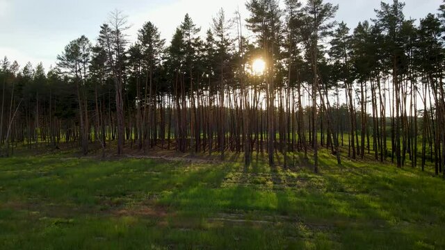 coniferous forest flight over forest Summer sun sunset 4K