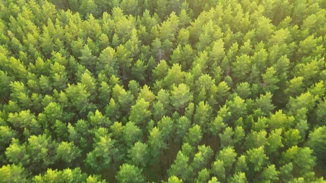 coniferous forest flight over forest Summer sun sunset 4K