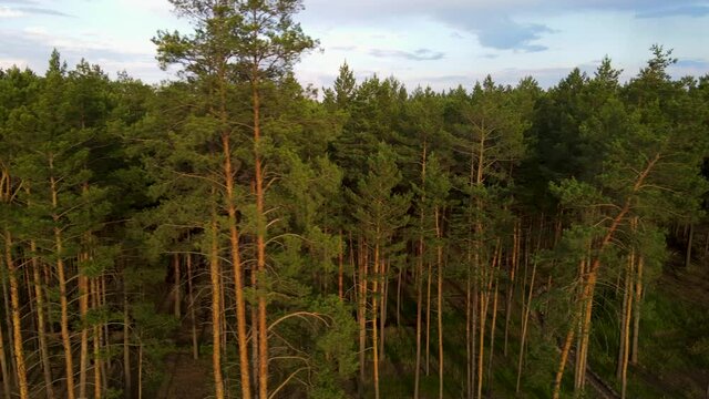 coniferous forest flight over forest Summer sun sunset 4K