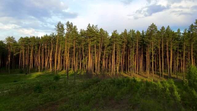 coniferous forest flight over forest Summer sun sunset 4K