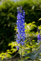 Ostróżka wyniosła, ostróżka ogrodowa, Delphinium elatum L. Pojedyncza roślina z niebieskimi...