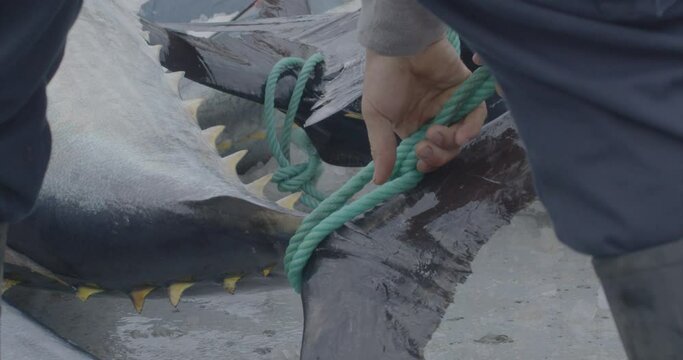 Fishermen fishing tuna fish (bluefin) from a fishing boat slow motion 4k