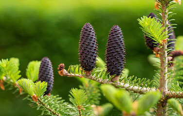 Young spruce (abies species) cones growing on branch with fir, closeup detail