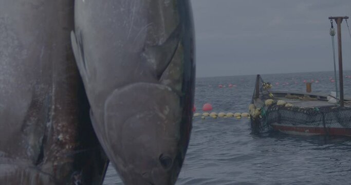 Fishermen fishing tuna fish (bluefin) from a fishing boat slow motion 4k