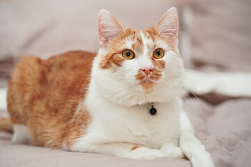Light brown or beige and white cat, resting on the bed closeup detail