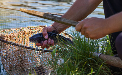 Fishing scoop net with freshly caught rainbow trout fishes, hand holding about to kill it with wooden stick, closeup detail