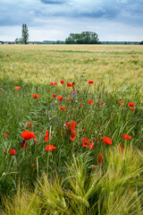 coquelicots dans les champs